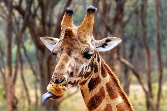 Kelvin Rumsby | Giraffe portrait