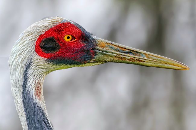 Kelvin Rumsby | white naped crane