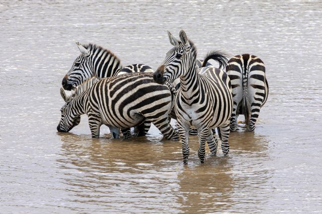 Kelvin Rumsby | panic stations