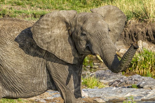Kelvin Rumsby | Wild elephant in Kenya