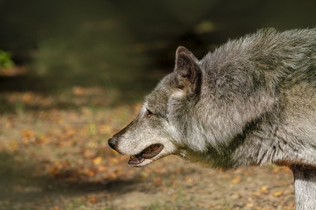 Kelvin Rumsby | wolf