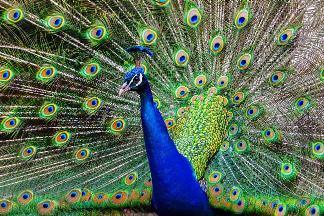 Kelvin Rumsby | display master