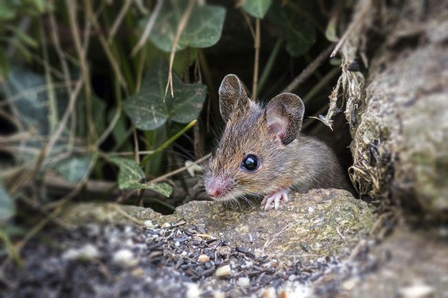 Kelvin Rumsby | garden mouse