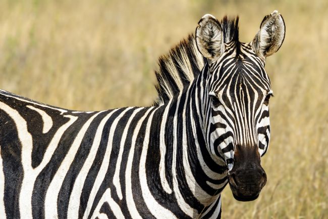 Kelvin Rumsby | zebra portrait