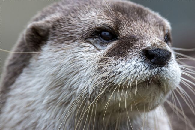 Kelvin Rumsby | otter