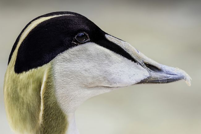 Kelvin Rumsby | male eider duck