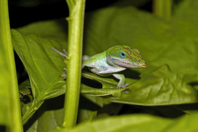 Kelvin Rumsby | anole lizard