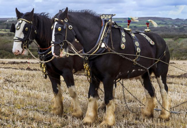 Kelvin Rumsby | farm horses