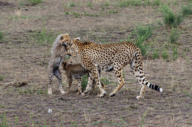 Kelvin Rumsby | wild mother cheetah and cubs