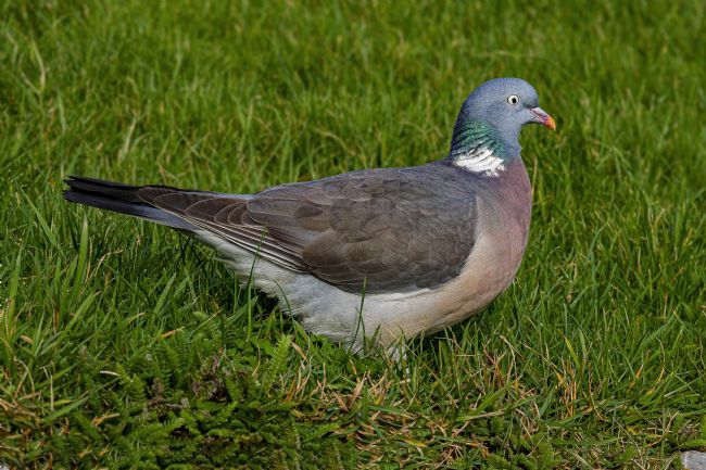 Kelvin Rumsby | wood pigeon