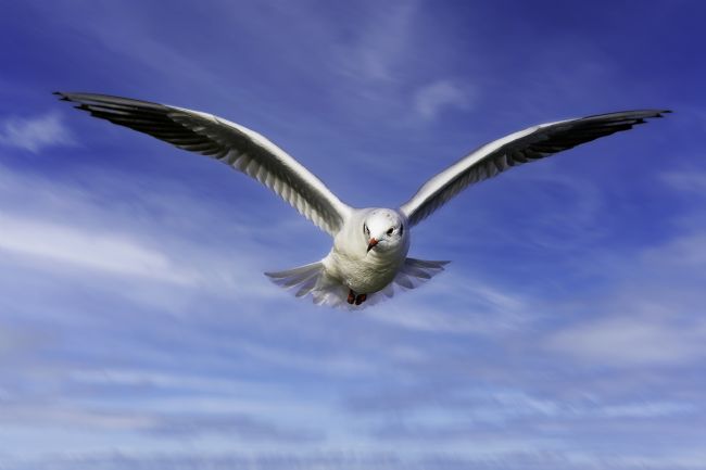 Kelvin Rumsby | flying kittiwake