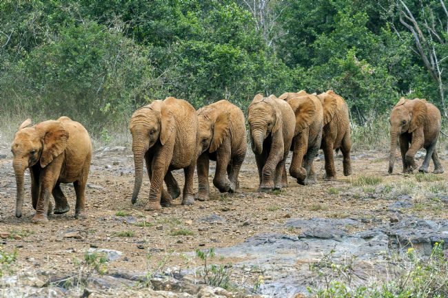 Kelvin Rumsby | orphan elephants