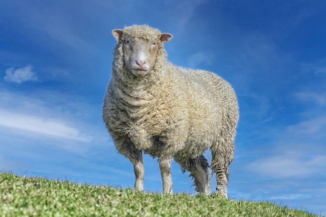 Kelvin Rumsby | lone sheep