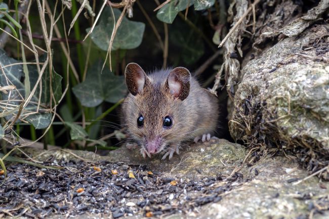 Kelvin Rumsby | Garden mouse