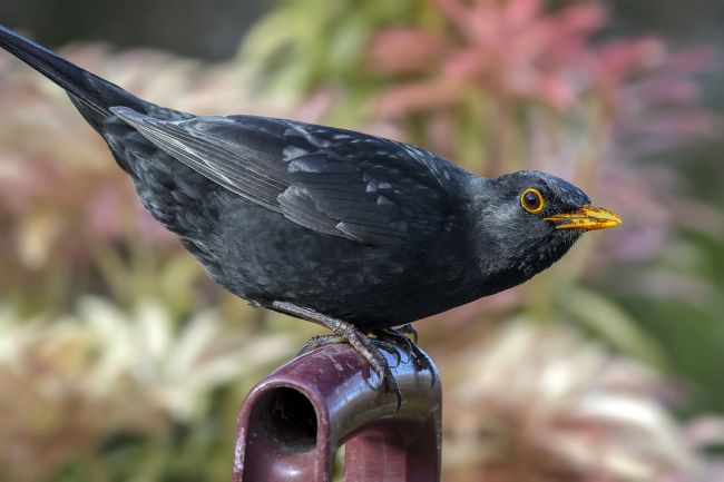 Kelvin Rumsby | blackbird