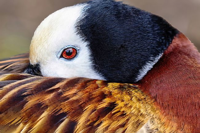 Kelvin Rumsby | White faced whistling duck