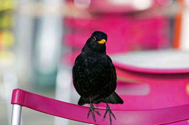 Kelvin Rumsby | pink lover