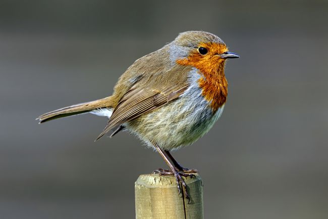 Kelvin Rumsby | posted robin