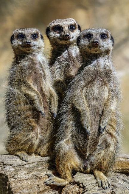 Kelvin Rumsby | Treble trouble