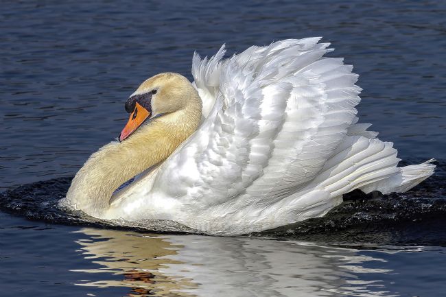 Kelvin Rumsby | action swan