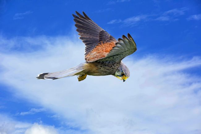 Kelvin Rumsby | hovering kestrel
