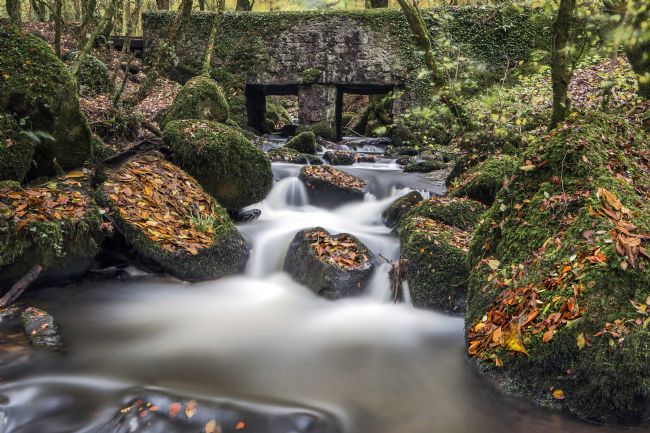 Kelvin Rumsby | kennel vale