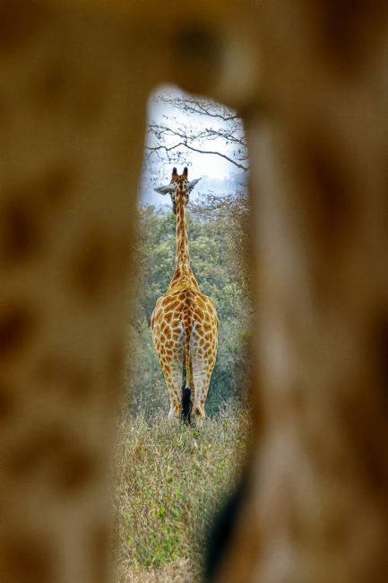 Kelvin Rumsby | through the legs and beyond