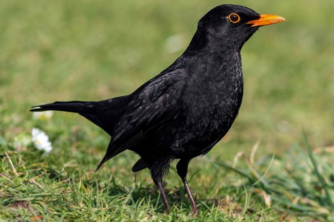 Kelvin Rumsby | Blackbird