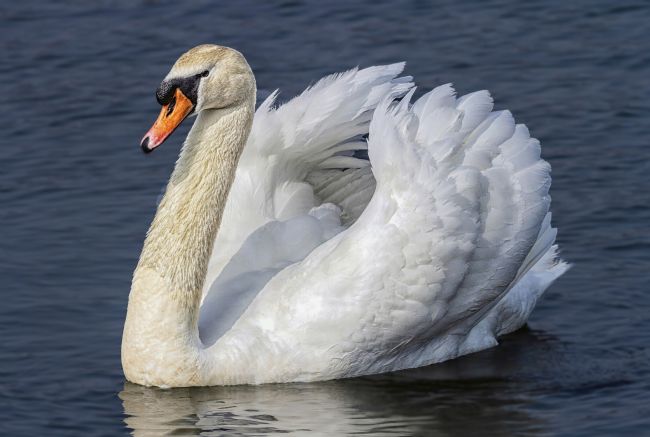Kelvin Rumsby | swan on lake