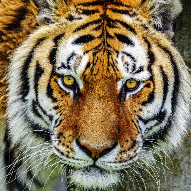 Kelvin Rumsby | tiger portrait