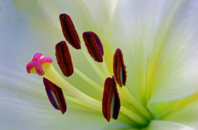 kelvin rumsby | lily