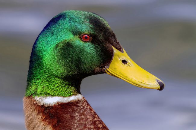 Kelvin Rumsby | Mallard portrait
