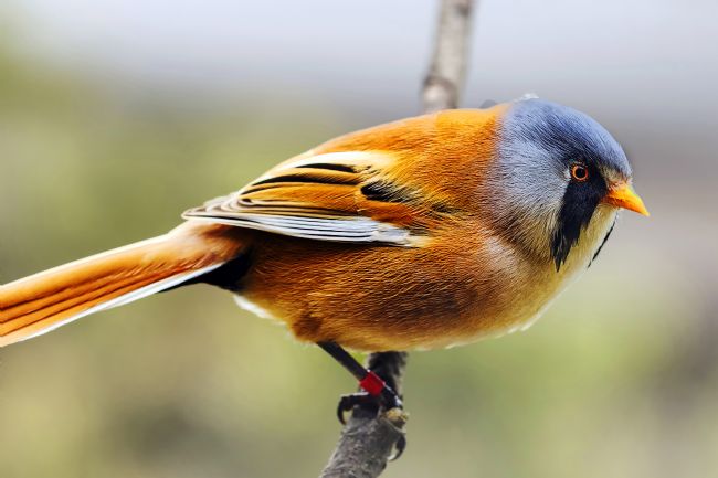 Kelvin Rumsby | bearded tit