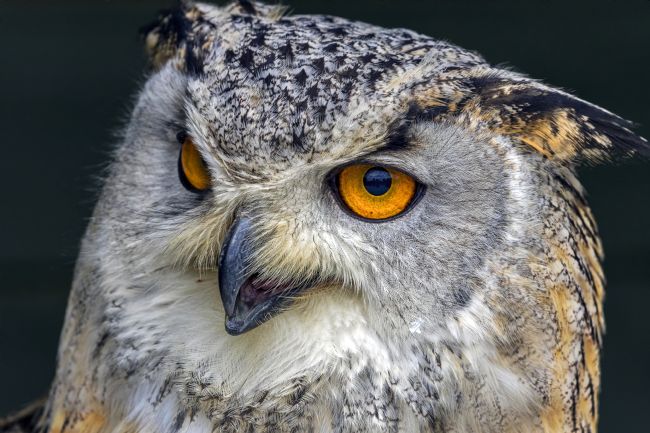Kelvin Rumsby | eagle owl