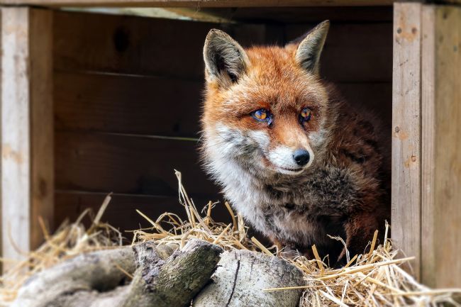 Kelvin Rumsby | fox in a box