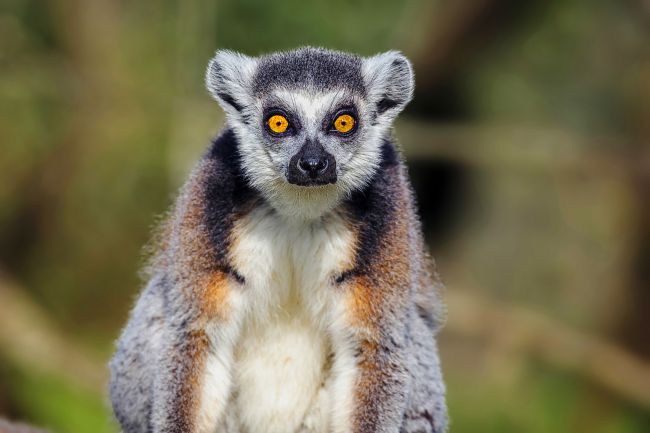 Kelvin Rumsby | ring tailed lima