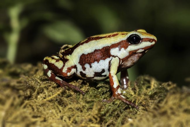 Kelvin Rumsby | poison dart frog