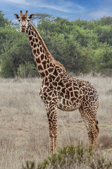 Kelvin Rumsby | Wild giraffe