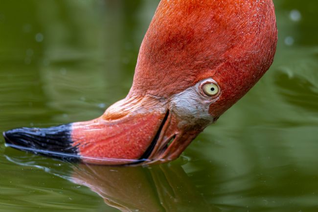 Kelvin Rumsby | feeding flamingo