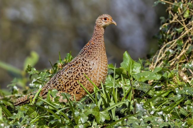 Kelvin Rumsby | female pheasant
