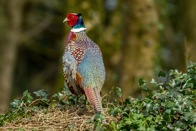 Kelvin Rumsby | cock pheasant