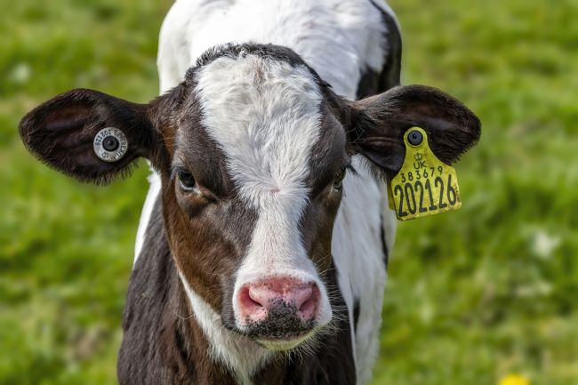 Kelvin Rumsby | calf portrait