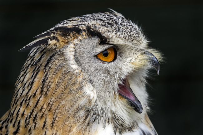 kelvin rumsby | angry owl