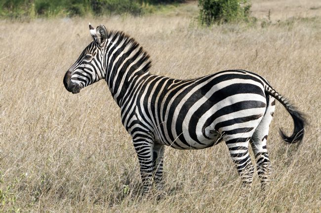 Kelvin Rumsby | wild zebra