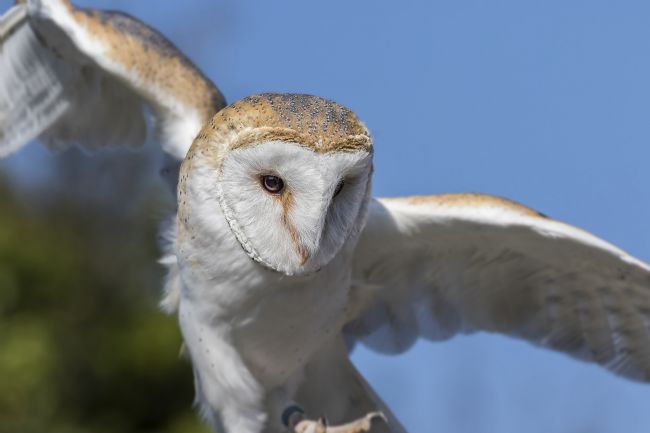 Kelvin Rumsby | Barn owl