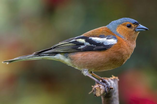 Kelvin Rumsby | chaffinch