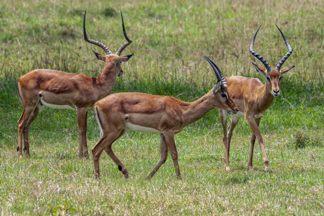 Kelvin Rumsby | wild impala