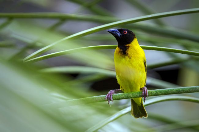 Kelvin Rumsby | wild african weaver bird