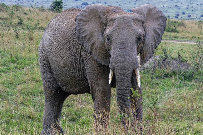 Kelvin Rumsby | bull elephant