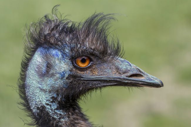 Kelvin Rumsby | emu portrait